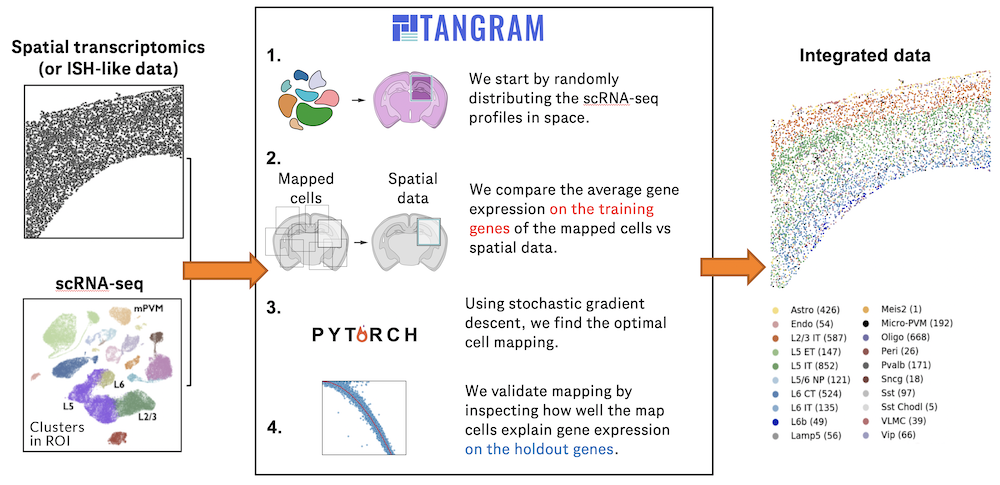 Deep learning and alignment of spatially resolved single-cell transcriptomes with Tangram